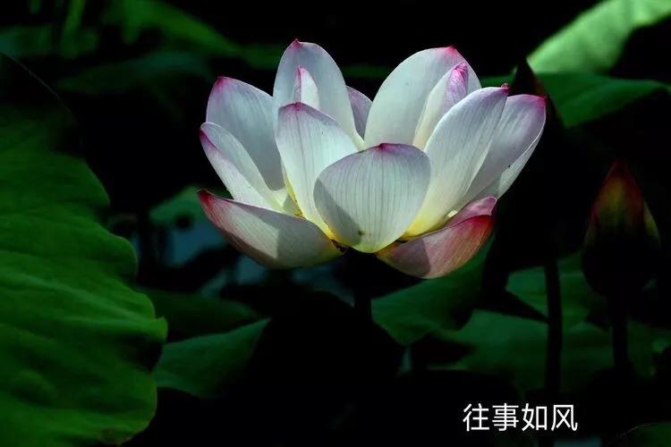 惊艳！淮阳，因为ta，美得不像“画”