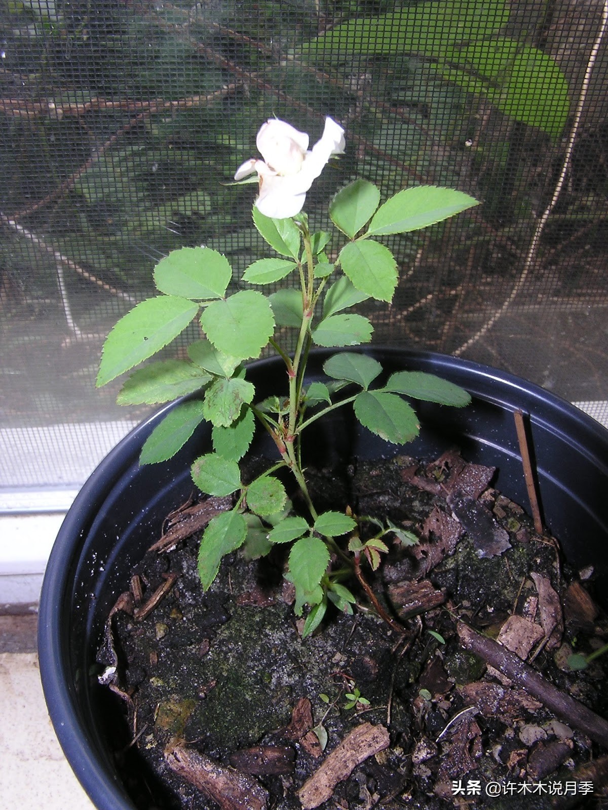 买到牙签苗怎么办,月季牙签苗能买吗