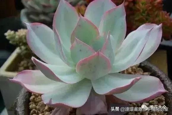 365种多肉图谱大全,365种鲜花图册大全