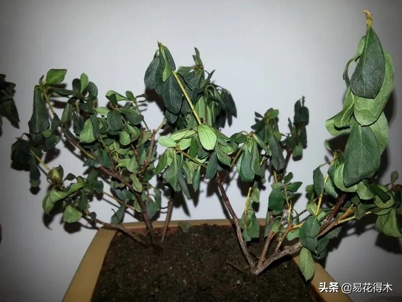 盆栽枯萎什么原因,家里的盆栽总是蔫