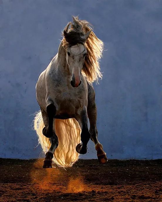 战马颜色,战马的区别