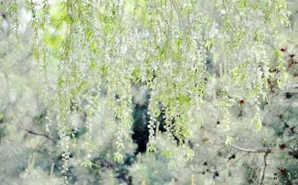 有关韩愈写春的绝句,韩愈关于寻找春天的诗