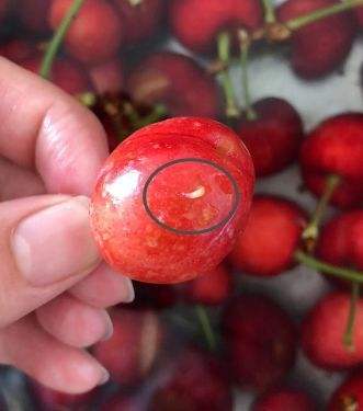 樱桃果蝇怎么防治最有效,氯虫苯甲酰胺防治大樱桃果蝇吗