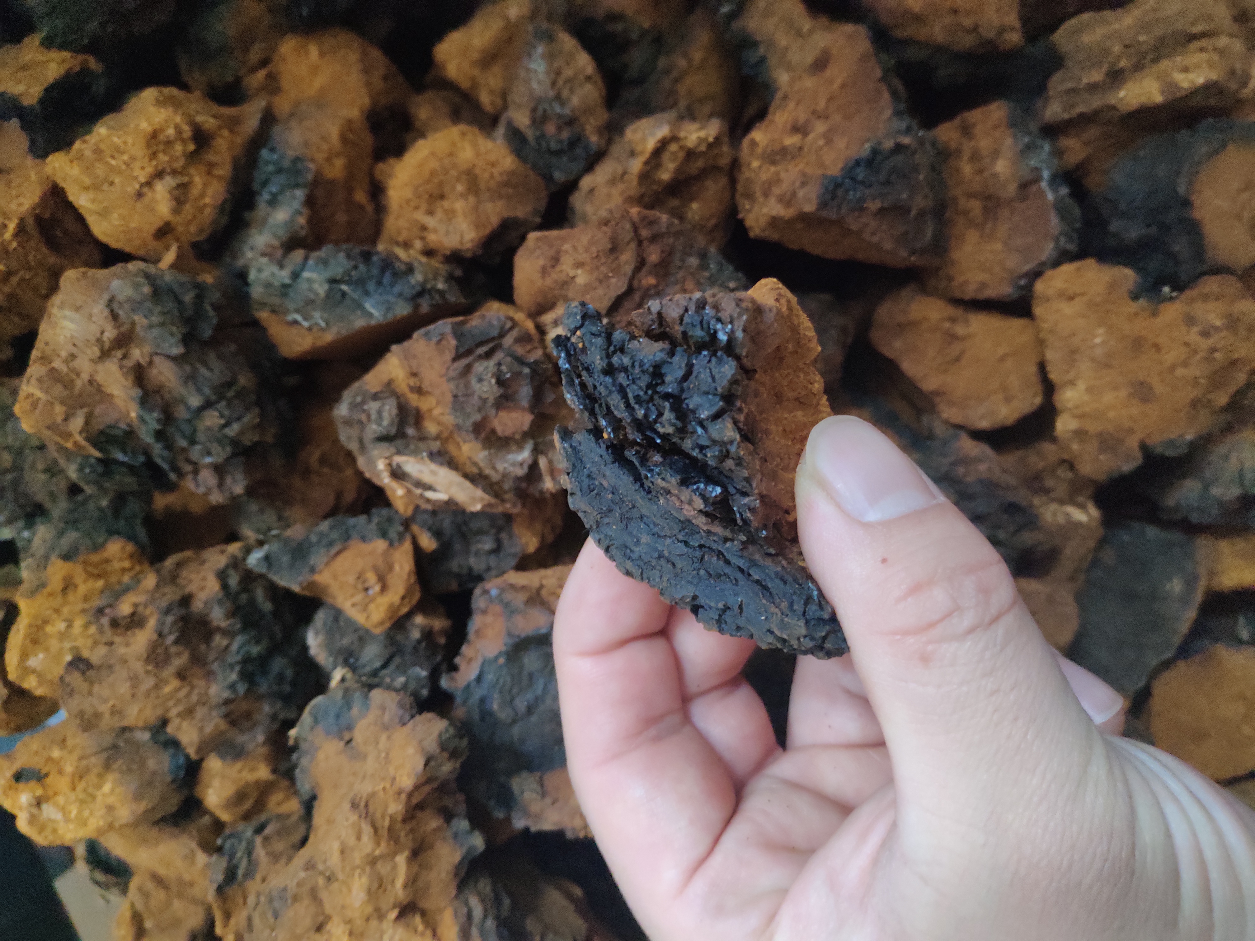 最火爆的桦树汁视频,最近很火的桦树茸