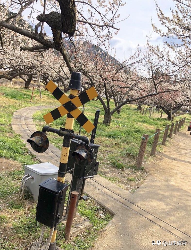 不先一步感受春天的到来吗日本全国华丽的梅花名胜