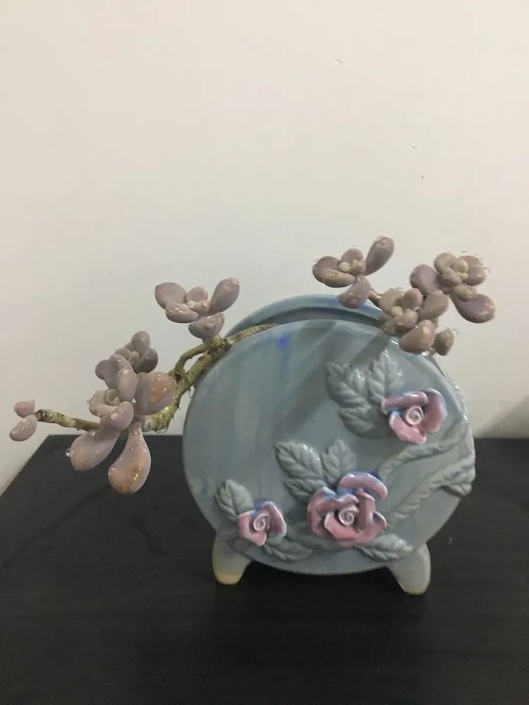 五颜六色的透明多肉,颜色超好看的多肉