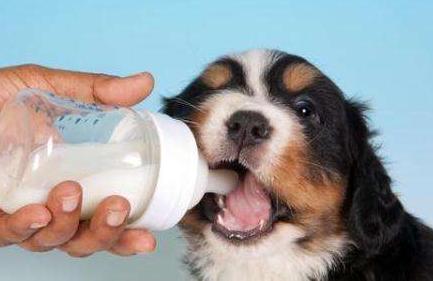 狗狗打喷嚏流鼻涕咳嗽是什么原因,狗狗打喷嚏感冒吃什么药