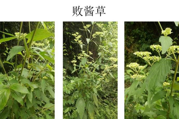 中药材败酱草图片大全,中药材败酱草的形状特征