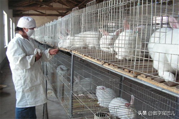 竹鼠养殖前景好脱贫致富信心足,竹鼠养殖创业致富经验介绍