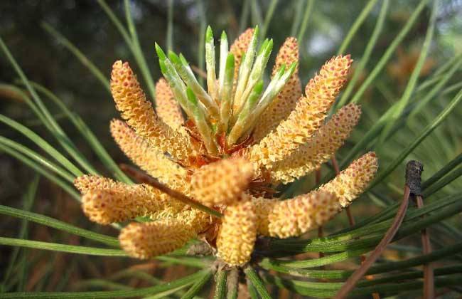 这种花农村没人要，掉在地上腐烂了，殊不知它是价值珍贵的松花粉