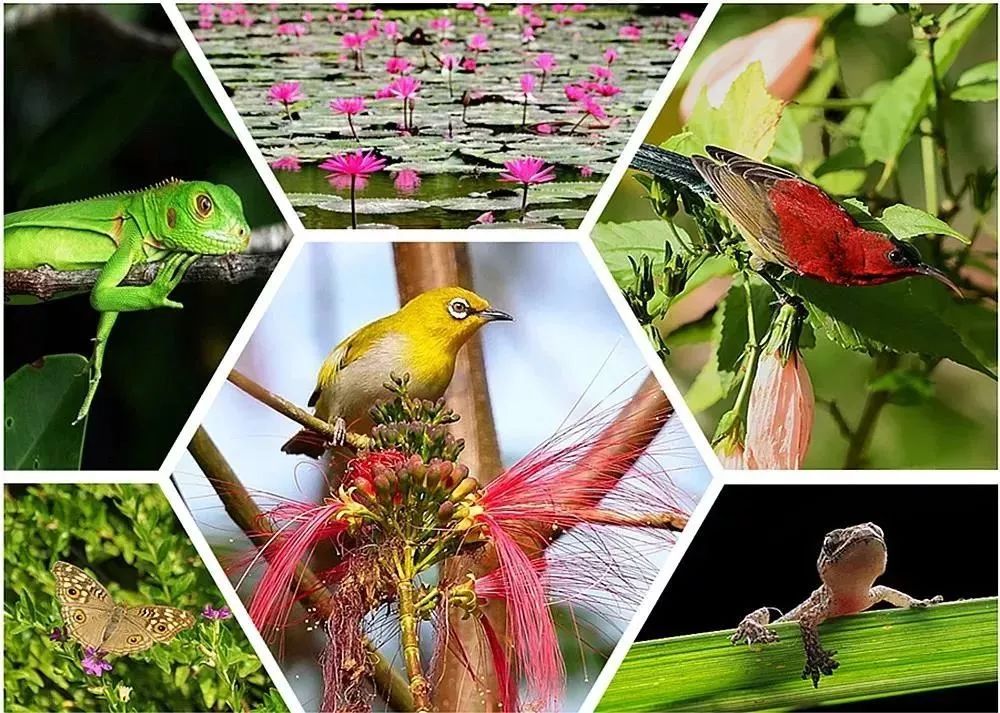 来西双版纳必去的10个地方,来西双版纳必玩的地方