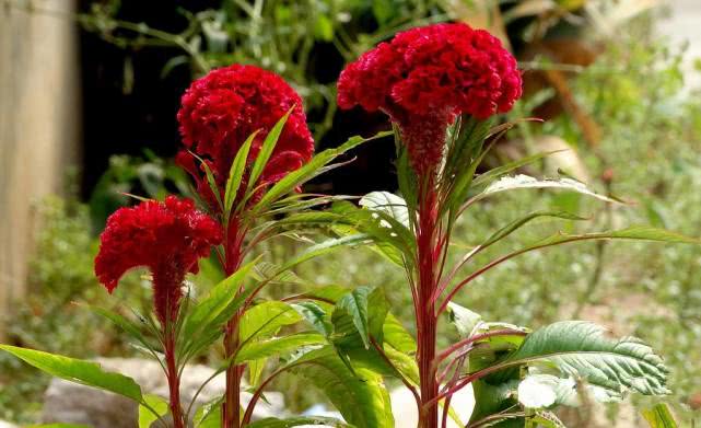 各个属相的幸运植物,十二属相的吉祥植物是什么