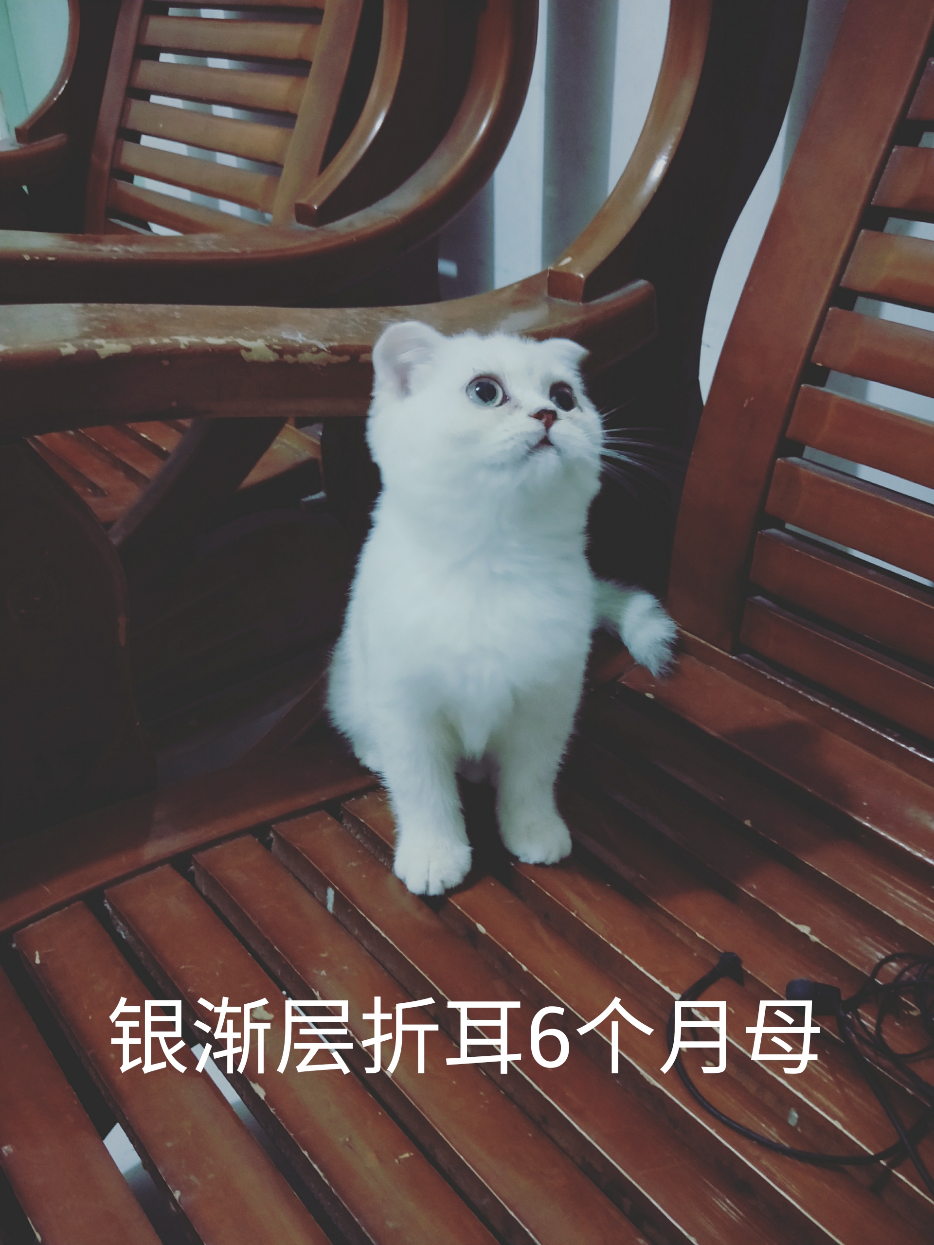 猫癣经历,猫癣的形成原因与治疗方法