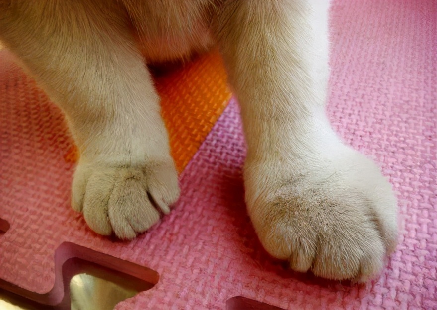 狗狗吃蜜蜂被蜜蜂蛰了怎么办,狗狗被马蜂蛰了流脓怎么办