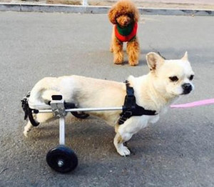 狗狗瘫痪治疗用什么药,狗狗瘫痪的治疗方法