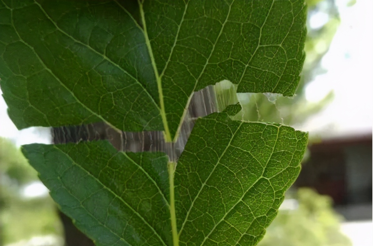 原产于中国的物种,树皮里面有银丝叫什么药材