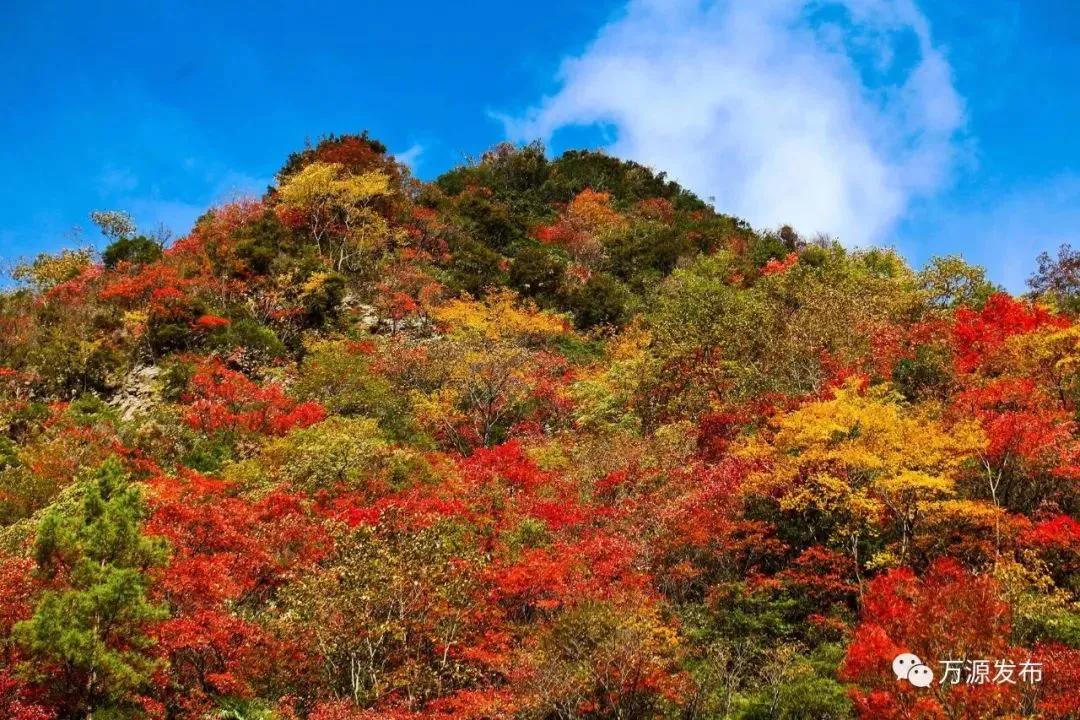 看万山红遍层林,看漫山红遍层林尽染国画