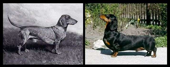 都说猫狗不合是不是真的,为什么狗狗之间没有生殖隔离