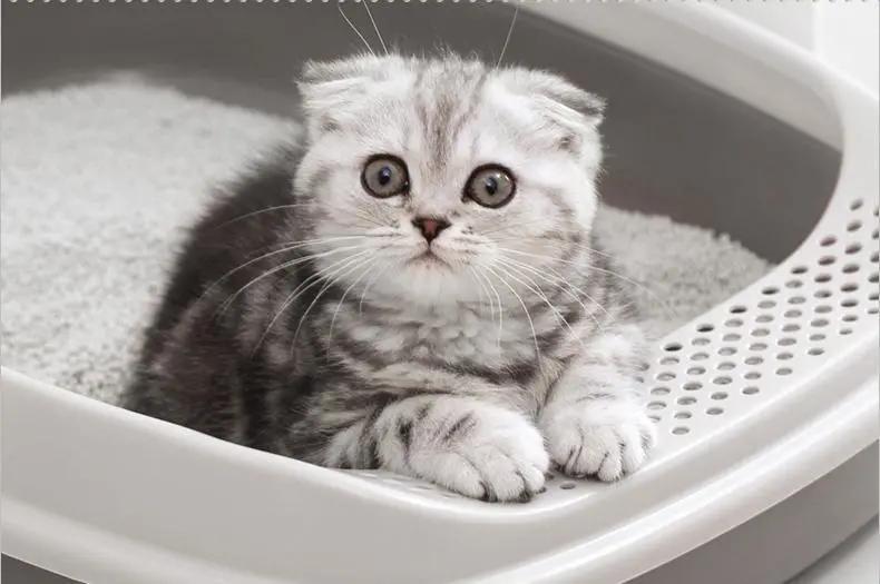 猫咪不在猫砂盆上大便怎么办,猫咪不在猫砂盆里大便怎么纠正
