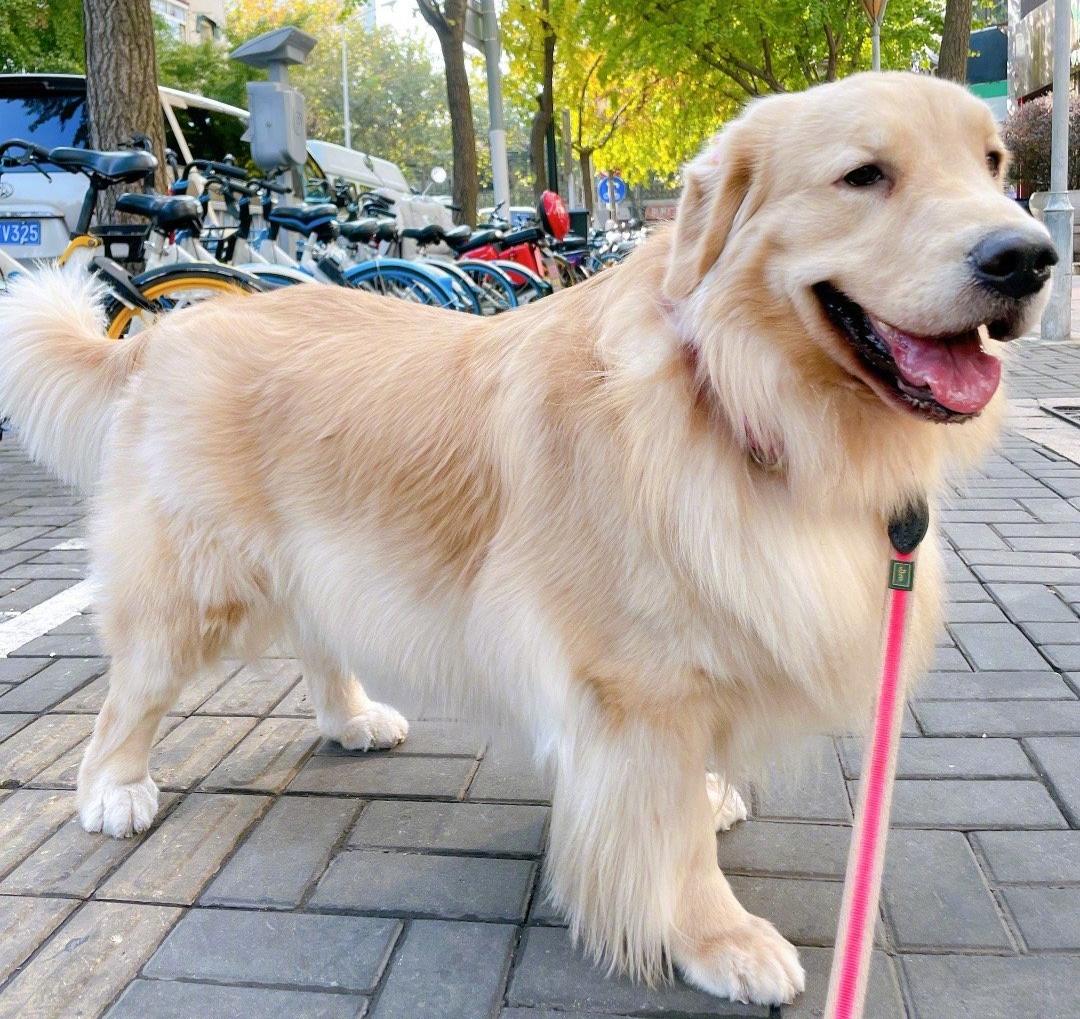 金毛禁止喂什么食物,两个月的金毛喂多少食物