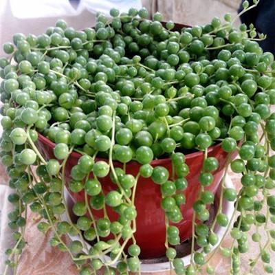 珍珠吊兰怎样长得快,珍珠吊兰怎么养