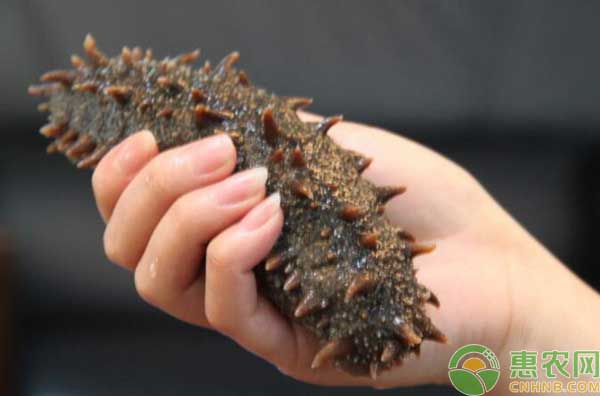 大连海参怎么分辨真假,真假海参家庭鉴别法