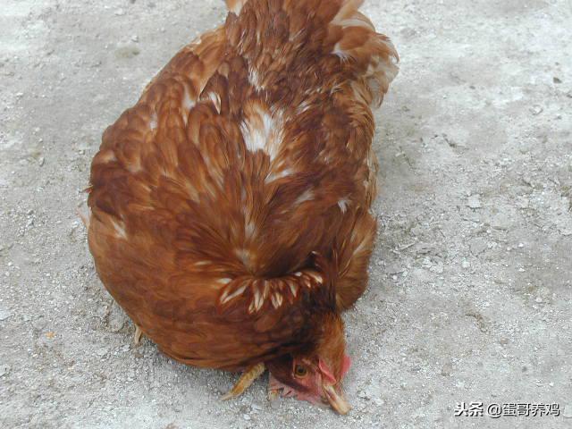 鸡拉绿粪黄粪怎么治,鸡拉绿屎最快的治疗方法