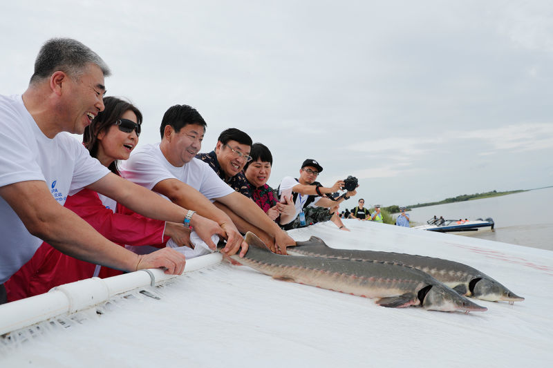 野生鲟鳇鱼一般寿命多少,鲟鳇鱼淡水之王