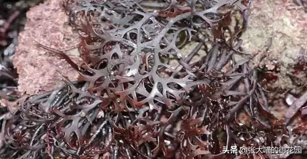 猫咪日常喂食罐头,主人给猫咪喂罐头