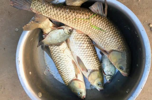 大草鱼钓不到怎么办,大草鱼难钓