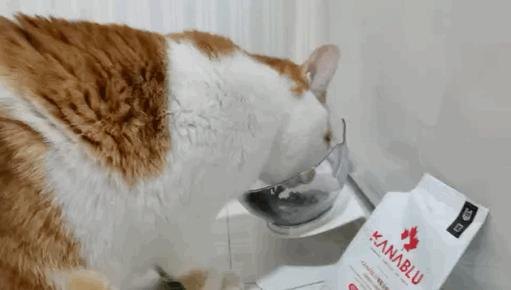 养猫必备物品需要多少钱,养猫必备物品羊奶粉