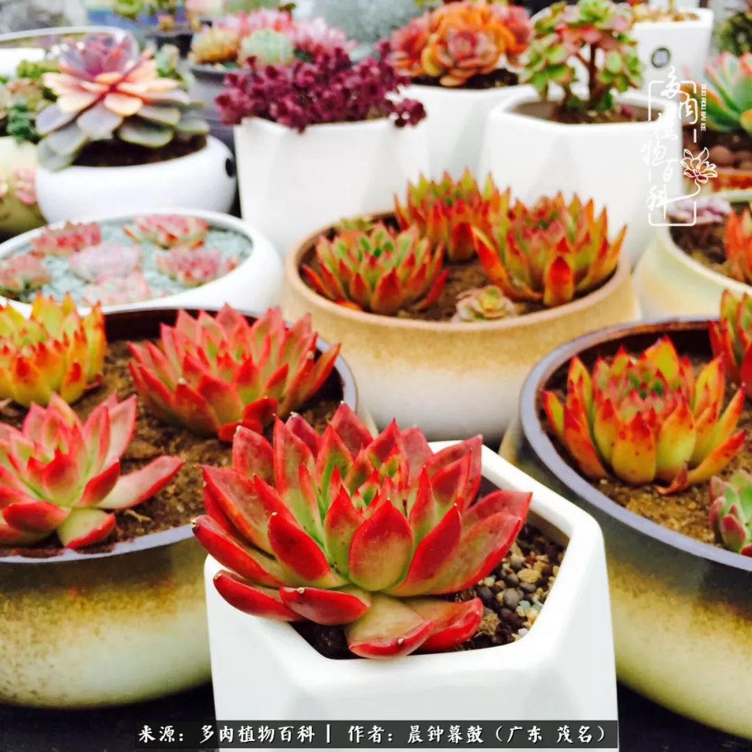 轻轻地告诉你,我的多肉也曾美过,不信你看看