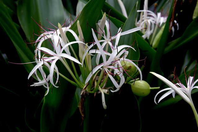 中国诗歌周刊第24集,中国诗歌第1266期完整版