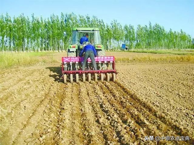 小麦发黄死苗用什么药治疗,预防小麦越冬死苗的措施包括哪些