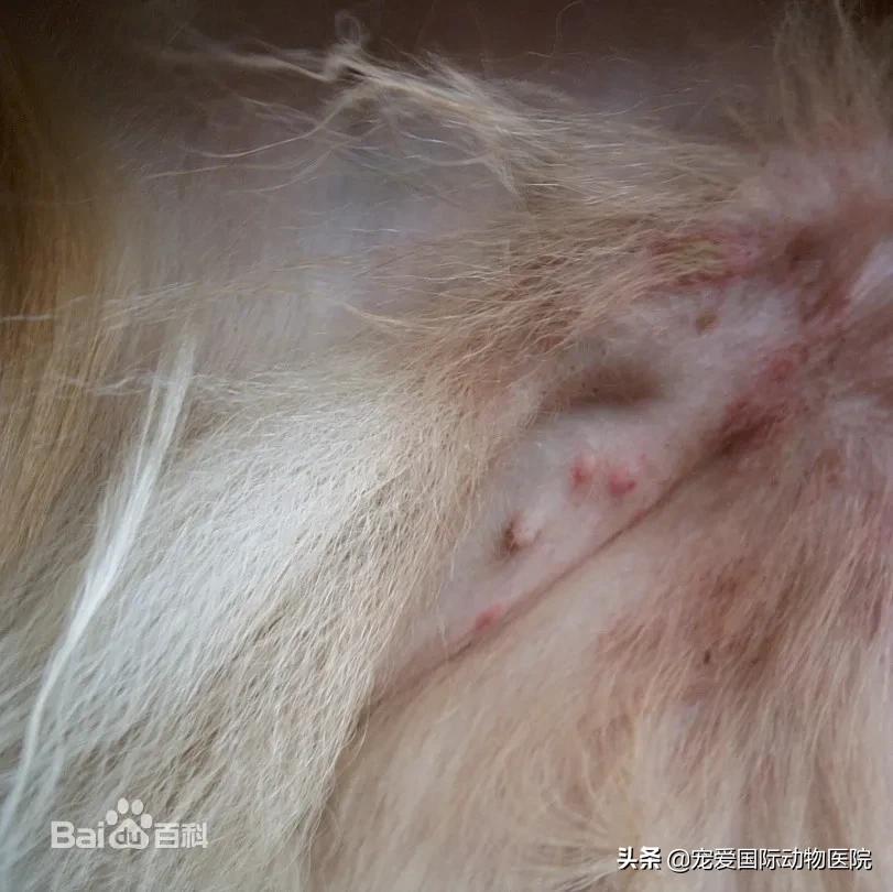 螨虫皮肤病狗狗怎么治疗,狗狗常见螨虫皮肤病用什么药