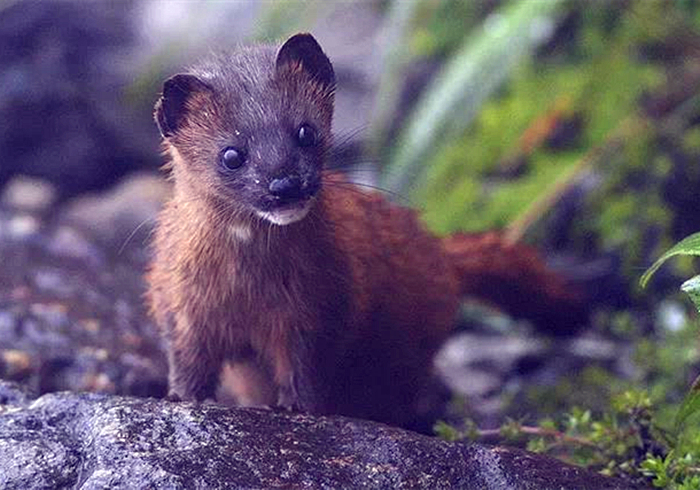 黄鼠狼偷鸡历史,黄鼠狼先后两次偷鸡