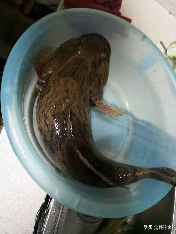 沙塘鳢可以作为观赏鱼吗,常见河鱼沙塘鳢