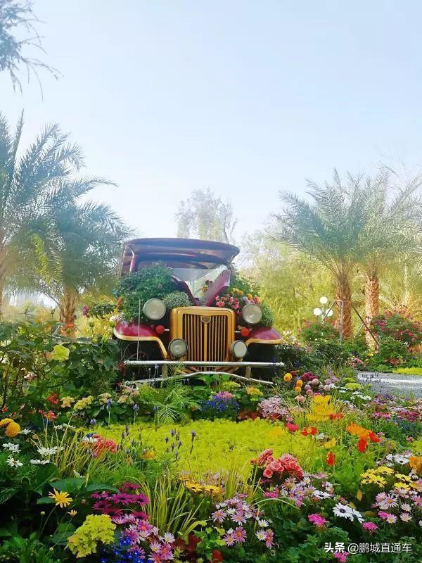 迎新春千万盆年宵花投放北京市场,春节购花指南