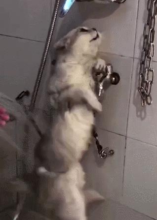 猫咪洗澡的正确方法和注意事项,猫咪洗澡后精神不振