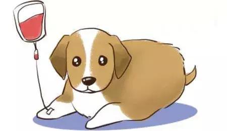 给宠物献血有什么好处,宠物献血的好处和坏处