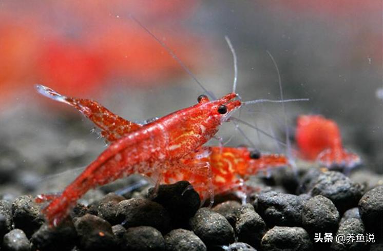 樱花虾为什么突然就死了,樱花虾观赏虾好养吗