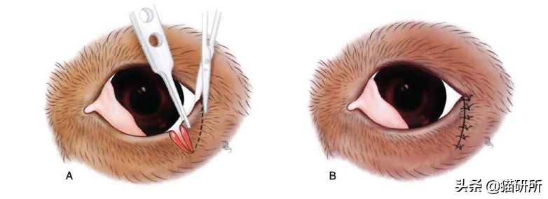 猫眼睑内翻是先天性的吗,猫眼睑内翻保守治疗