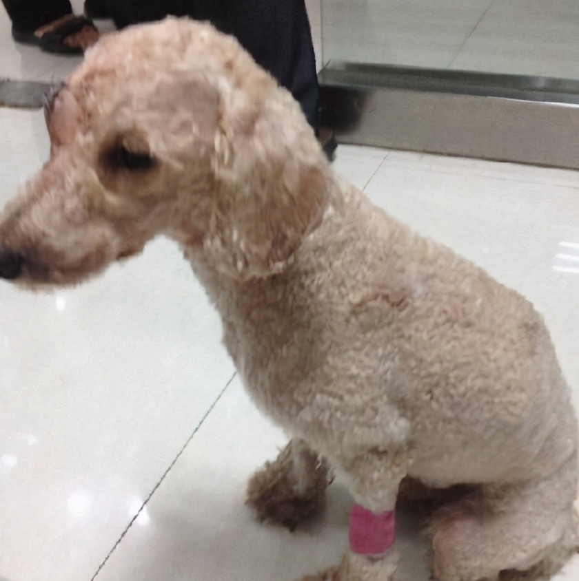 贵宾犬太挑食了很瘦怎么办,贵宾犬怎么才能吃胖