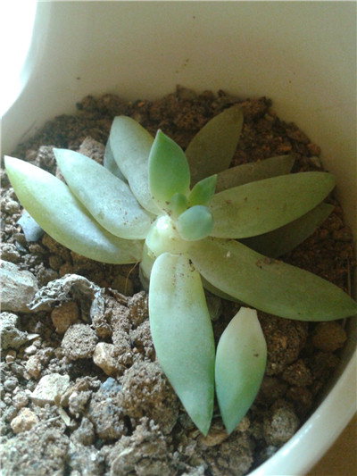 千佛手叶皱是怎么回事,千佛手叶子打蔫了怎么办