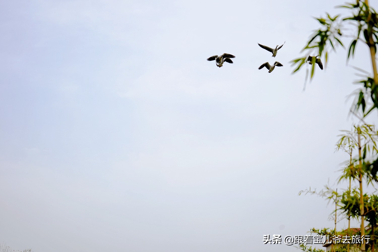 南京燕雀湖水杉林,南京秋天水杉林