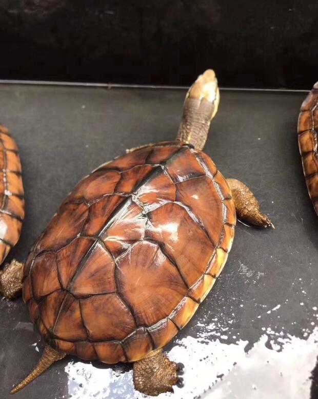 天气突然变冷可以给龟龟喂食吗,喂龟的胡萝卜要煮熟吗