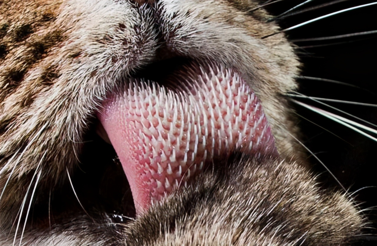 为什么猫咪会舔主人摸过的地方,猫咪舔你的时候代表着什么呢