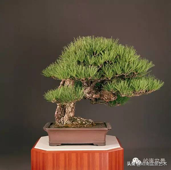 庭院树石盆景 (日式石头盆景布局)