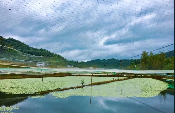 山野莼菜,浙江野生莼菜有哪些特点