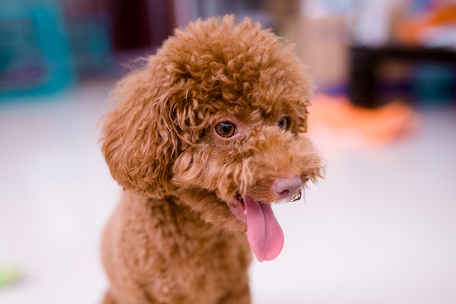 泰迪犬大便带血是怎么回事？一定要注意这些问题，不然会威胁生命